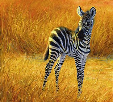 baby-zebra